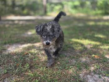 Popi -  Poodle and Miniature Schnauzer Dog for Adoption in Brooksville, Florida - Popi | PetCurious