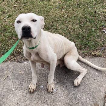 Pit Bull Terrier Dogs Available for Adoption - Sherbert | PetCurious