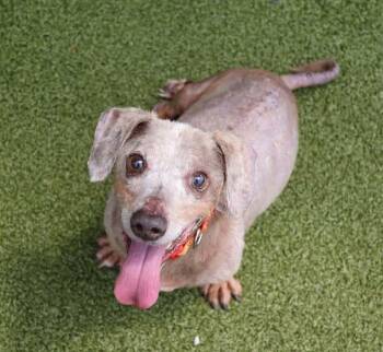 Loopy -  Dachshund Dog for Adoption in Whitewater, Wisconsin - Loopy | PetCurious