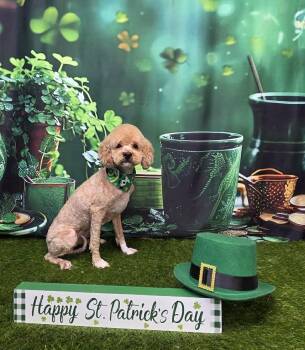 Shih Poo Dogs Available for Adoption - Albany | PetCurious