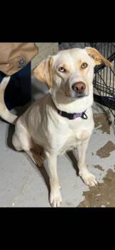 Labrador Retriever Dogs Available for Adoption - Willa | PetCurious