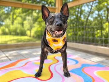 Cassie Cowgirl -  Cattle Dog and Australian Cattle Dog Blue Heeler Dog for Adoption in Friendswood, Texas - Cassie Cowgirl | PetCurious