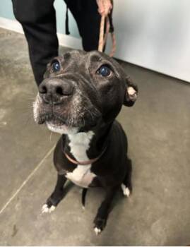 Nova -  Mixed Breed Dog for Adoption in Terre Haute, Indiana - Nova | PetCurious