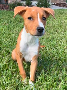 Nemo -  Hound and Labrador Retriever Dog for Adoption in Lutz, Florida - Nemo | PetCurious
