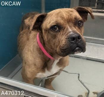 American Bulldog and Mixed Breed Dogs Available for Adoption - REMY | PetCurious