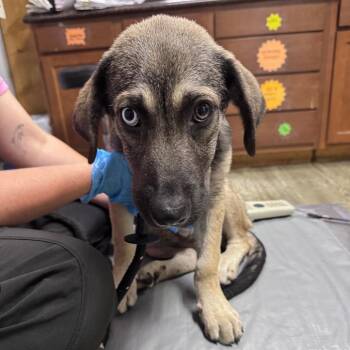 Edna -  Mixed Breed Dog for Adoption in Summerville, South Carolina - Edna | PetCurious