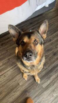 Rescue German Shepherd Dog Dogs for Adoption in Longview, Texas - Archie | PetCurious