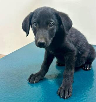 Mixed Breed Dogs Available for Adoption in New York, New York - Anakin (p) | PetCurious