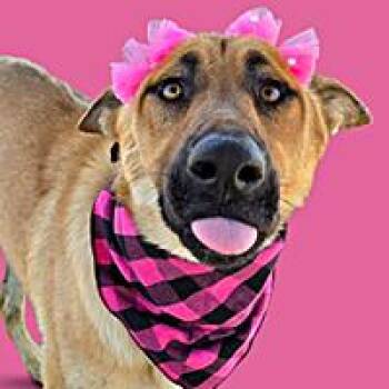 Ruthie - URGENT -  Shepherd Dog for Adoption in Thousand Oaks, California - Ruthie - URGENT | PetCurious