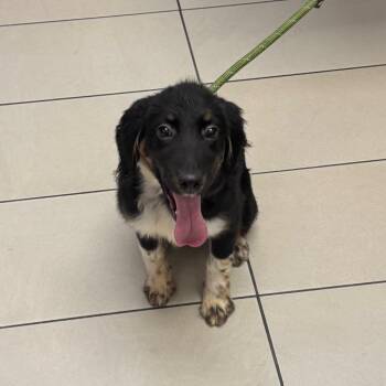 Australian Shepherd Dogs Available for Adoption - Molly | PetCurious