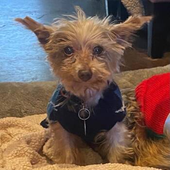 Yorkshire Terrier Dogs Available for Adoption in Houston, Texas - Scout (Dallas) | PetCurious