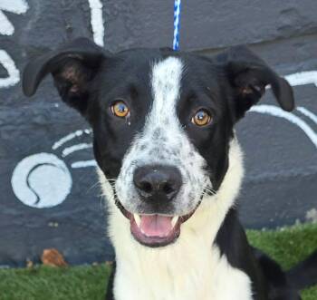 Tangelo -  Border Collie Dog for Adoption in Newport, Tennessee - Tangelo | PetCurious