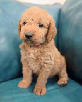 Aspen -  Golden Retriever and Standard Poodle Dog for Adoption in Corona, California - Aspen | PetCurious