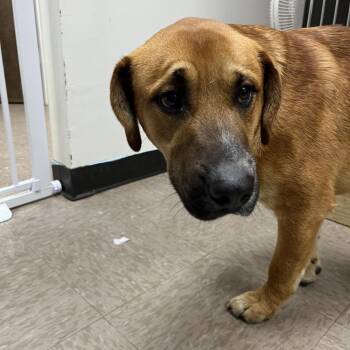 Mixed Breed Dogs Available for Adoption - Terry | PetCurious