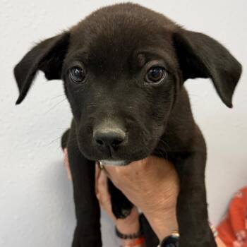 Scoop -  Shepherd Dog for Adoption in Idaho Falls, Idaho - Scoop | PetCurious