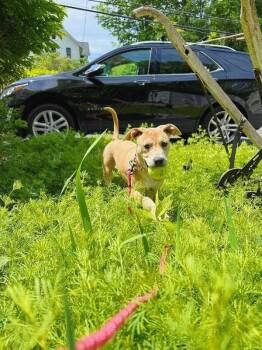 Hannah Honeyheart -  Labrador Retriever and Carolina Dog Dog for Adoption in Friendswood, Texas - Hannah Honeyheart | PetCurious
