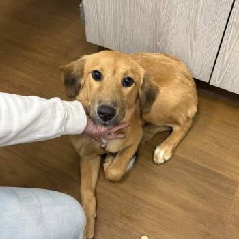 Maureen -  Shepherd and Retriever Dog for Adoption in Beaumont, Texas - Maureen | PetCurious