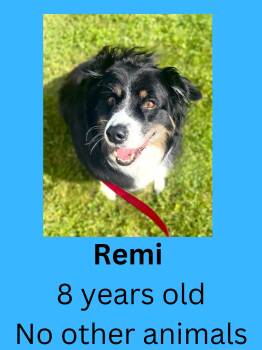 Australian Shepherd Dogs Available for Adoption in Ravenna, Ohio - Remi | PetCurious