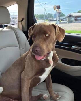 Tanner -  Mixed Breed Dog for Adoption in Lawrenceburg, Tennessee - Tanner | PetCurious