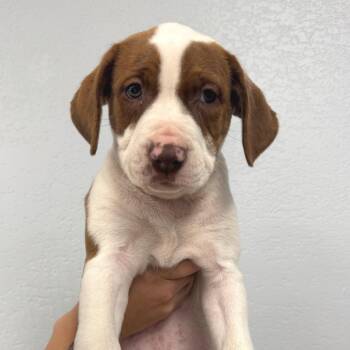 Plum -  American Bulldog and Mixed Breed Dog for Adoption in Waco, Texas - Plum | PetCurious
