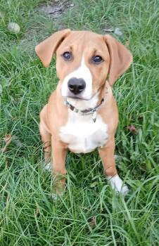 Mia -  Hound Dog for Adoption in Farmington, Connecticut - Mia | PetCurious