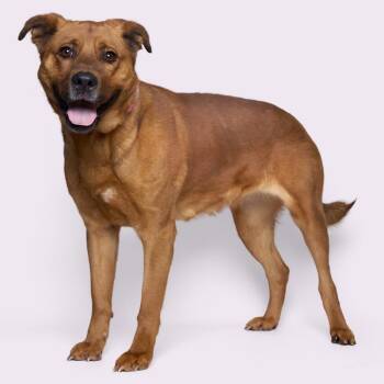 Mixed Breed Dogs Available for Adoption - Whirley | PetCurious