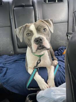 American Staffordshire Terrier Dogs Available for Adoption in Levittown, New York - Fizz | PetCurious