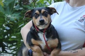 Terrier and Mixed Breed Dogs Available for Adoption in Brunswick, Georgia - Mr. Kane | PetCurious