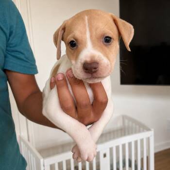 Boba -  American Staffordshire Terrier and Great Dane Dog for Adoption in San Diego, California - Boba | PetCurious
