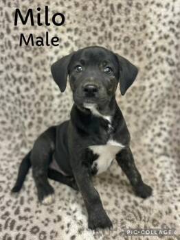 Rescue Mountain Cur Dogs for Adoption in Manchester, Connecticut - Milo | PetCurious