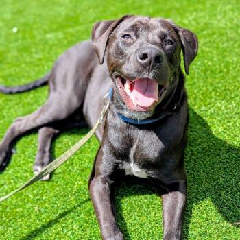 Rescue Black Labrador Retriever and Mixed Breed Dogs for Adoption in Savannah, Georgia - Orion | PetCurious