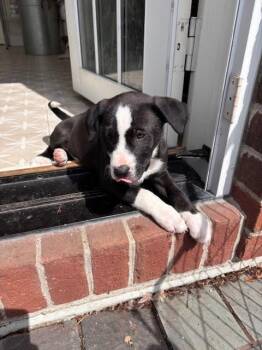 Border Collie Dogs Available for Adoption in Minneapolis, Minnesota - Puddle | PetCurious