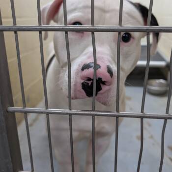Pit Bull Terrier Dogs Available for Adoption in Ravenna, Ohio - 190386 LOOKIG FOR OWNER | PetCurious