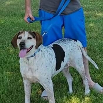Liza Jane -  Bluetick Coonhound Dog for Adoption in Dyer, Indiana - Liza Jane | PetCurious