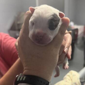 Macee Pup - Hotspur -  Cattle Dog and Mixed Breed Dog for Adoption in Fairfax Station, Virginia - Macee Pup - Hotspur | PetCurious