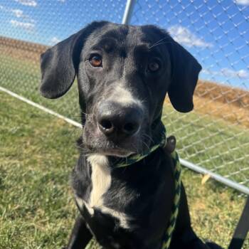 Rescue Black Labrador Retriever and Pointer Dogs for Adoption in Canton, Illinois - Jerald | PetCurious