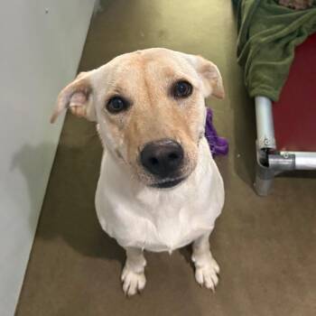 Molly -  Yellow Labrador Retriever Dog for Adoption in Belleville, Illinois - Molly | PetCurious