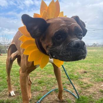 Mixed Breed Dogs Available for Adoption - Mike Tyson | PetCurious