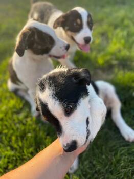 N1 Boo -  Great Pyrenees and Collie Dog for Adoption in Ashland, Wisconsin - N1 Boo | PetCurious