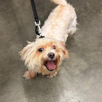 Nemo 2 -  Maltese Dog for Adoption in Tampa, Florida - Nemo 2 | PetCurious