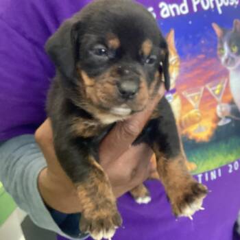 Chocolate Labrador Retriever Dogs Available for Adoption in Montgomery, Alabama - Shonnie | PetCurious