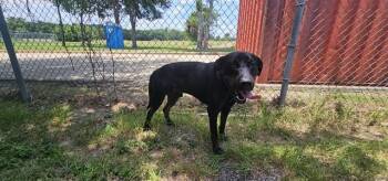 Rottweiler and Mixed Breed Dogs Available for Adoption in Pasadena, Texas - LOUI | PetCurious