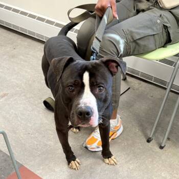 Mixed Breed Dogs Available for Adoption - Eagle | PetCurious