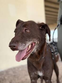ROCHA - Lois* -  Retriever and Shepherd Dog for Adoption in El Paso, Texas - ROCHA - Lois* | PetCurious