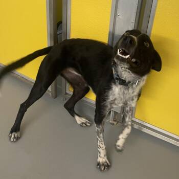 River -  Australian Cattle Dog Blue Heeler and Border Collie Dog for Adoption in Torrey, Utah - River | PetCurious