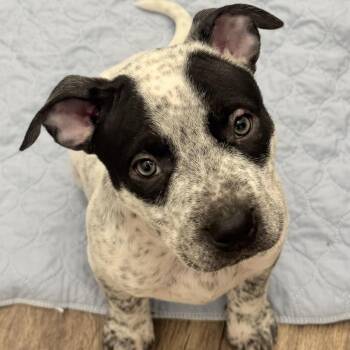 Pit Bull Terrier Dogs Available for Adoption - Ash | PetCurious