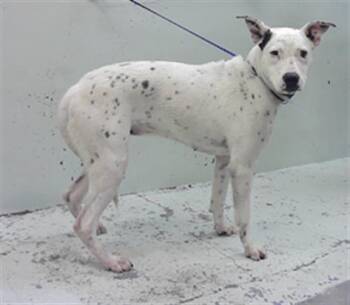 Dalmatian and Mixed Breed Dogs Available for Adoption in Houston, Texas - AKAIAH | PetCurious