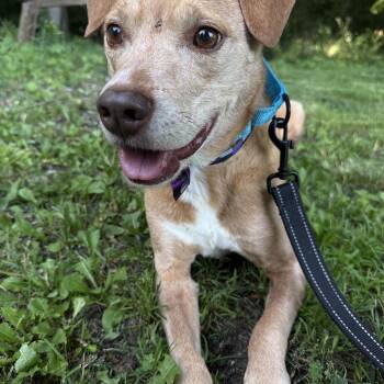 Clark -  Mountain Cur Dog for Adoption in West Allis, Wisconsin - Clark | PetCurious