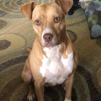 Bella -  American Staffordshire Terrier and Labrador Retriever Dog for Adoption in South Houston, Texas - Bella | PetCurious