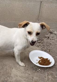 Dulce **Available for Foster / Foster to Adopt** -  Chihuahua Dog for Adoption in New York, New York - Dulce **Available For Foster / Foster To Adopt** | PetCurious